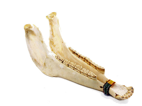 Jaw Bone Rattle - J028