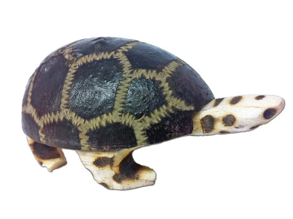 Baby Turtle Wingo Shaker - R0023